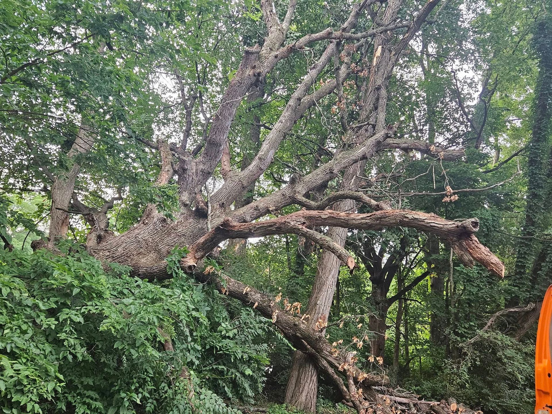 Fallen tree with sprawling branches leaning across a wooded area, with a glimpse of orange equipment at right.