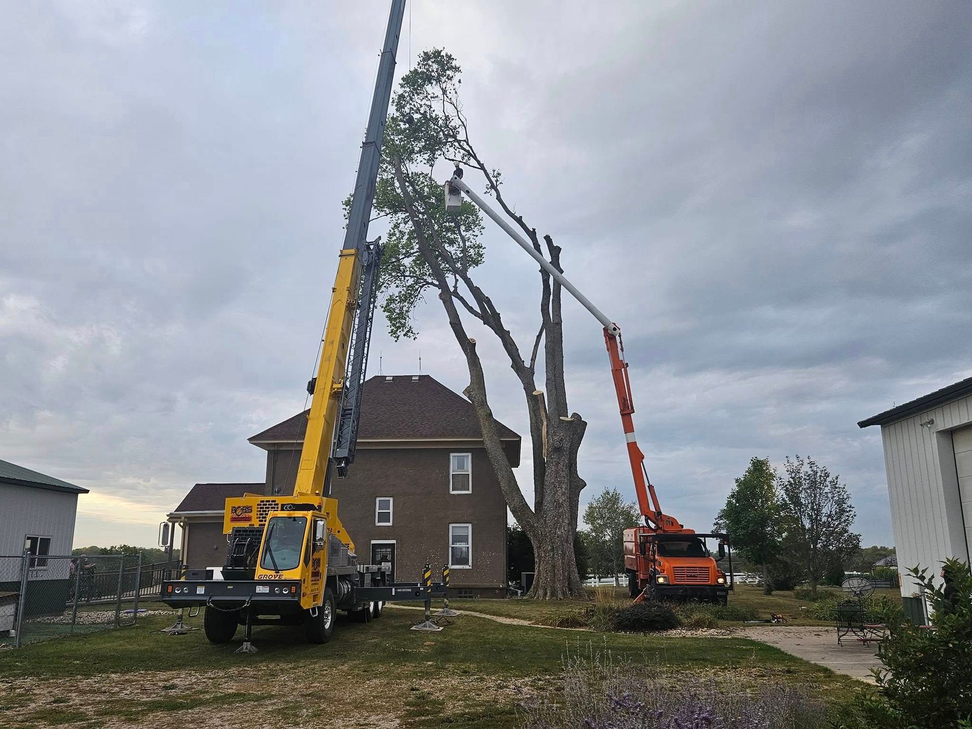Two cranes lifting a large tree beside a house in a cloudy residential yard