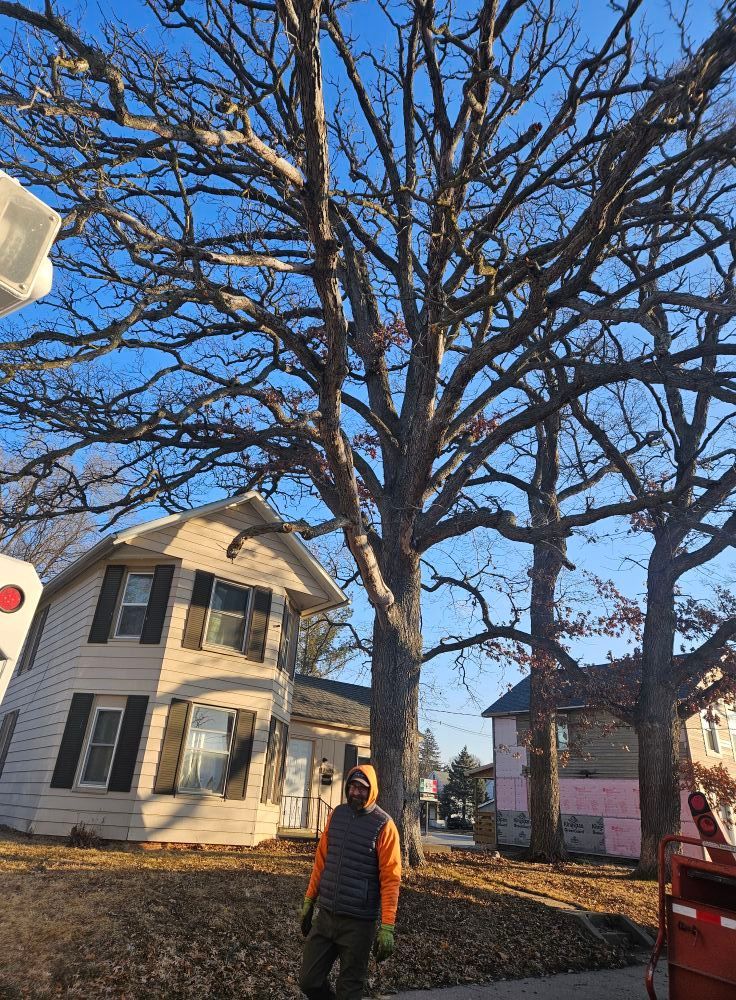 Person standing on a street under a large leafless tree, with houses and a red vehicle nearby under a blue sky
