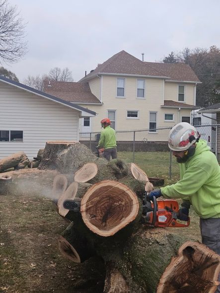 Worker cutting a large tree trunk with a chainsaw in a residential yard, wood chips flying.