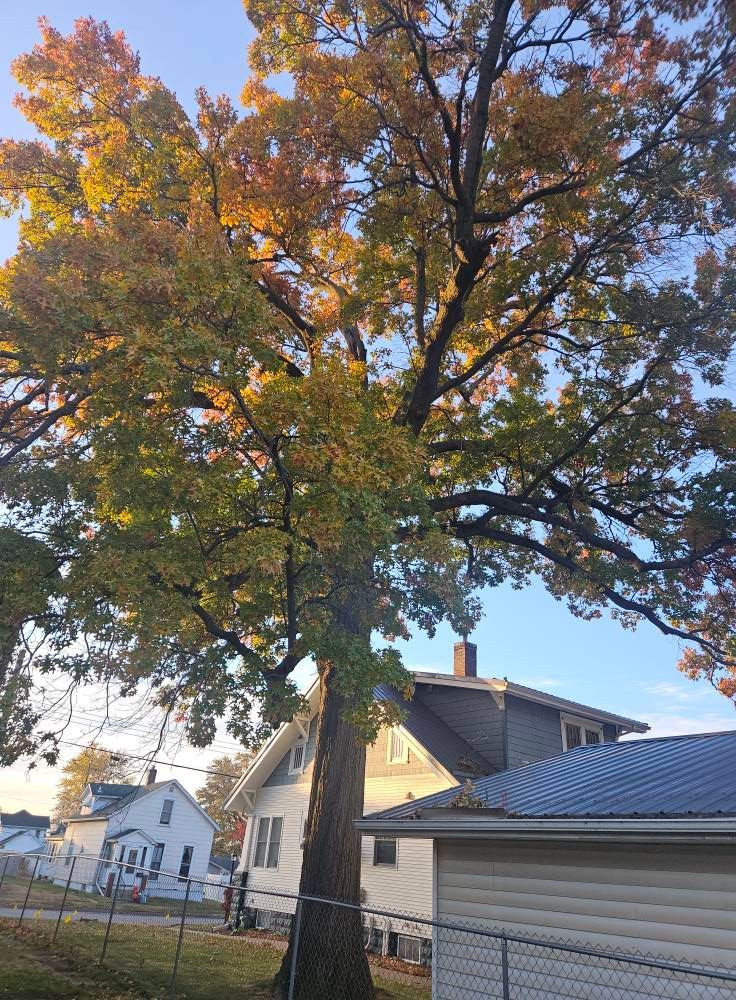 Tall tree with autumn leaves beside a house in a suburban yard at sunset