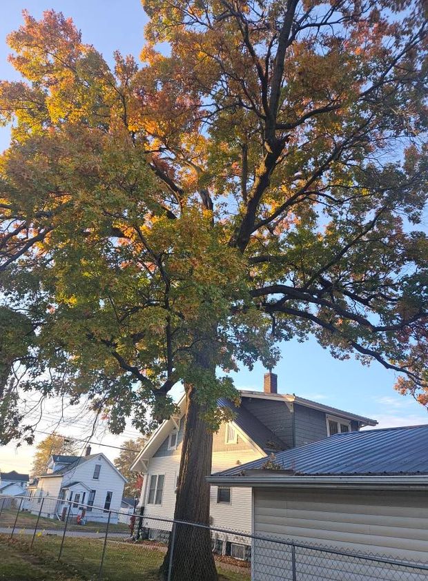 Tall tree with autumn leaves beside a house in a suburban yard at sunset