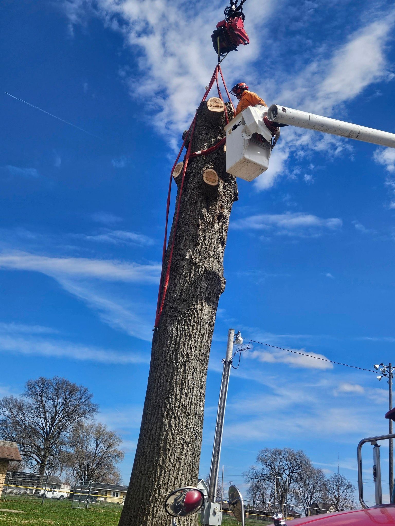 Tree worker in orange safety gear using a bucket lift to trim a tall tree against a blue sky