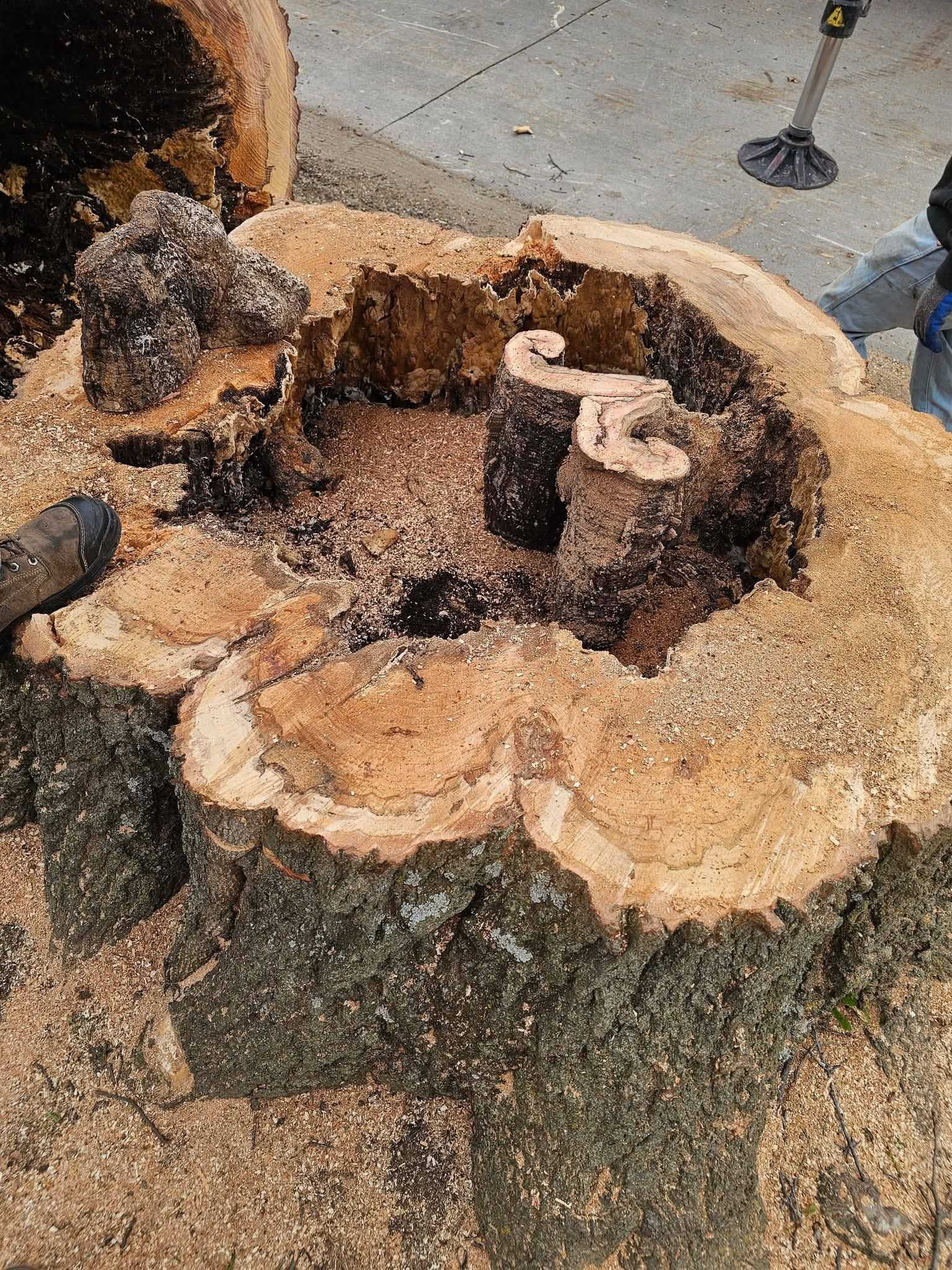 A large cut tree stump with a hollow center and rough bark on the ground outdoors.