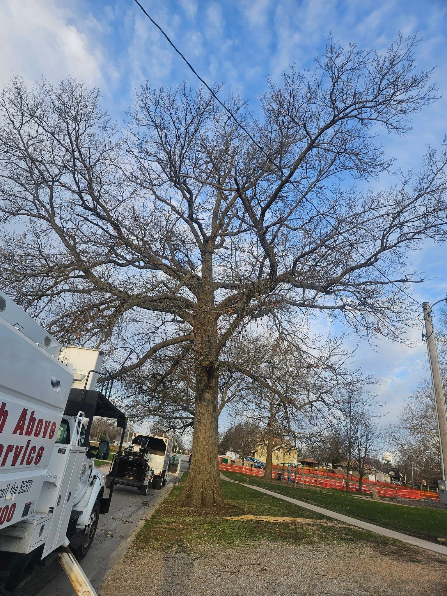 Leafless tree beside a truck on a sidewalk, with orange flowers and a blue sky in the background