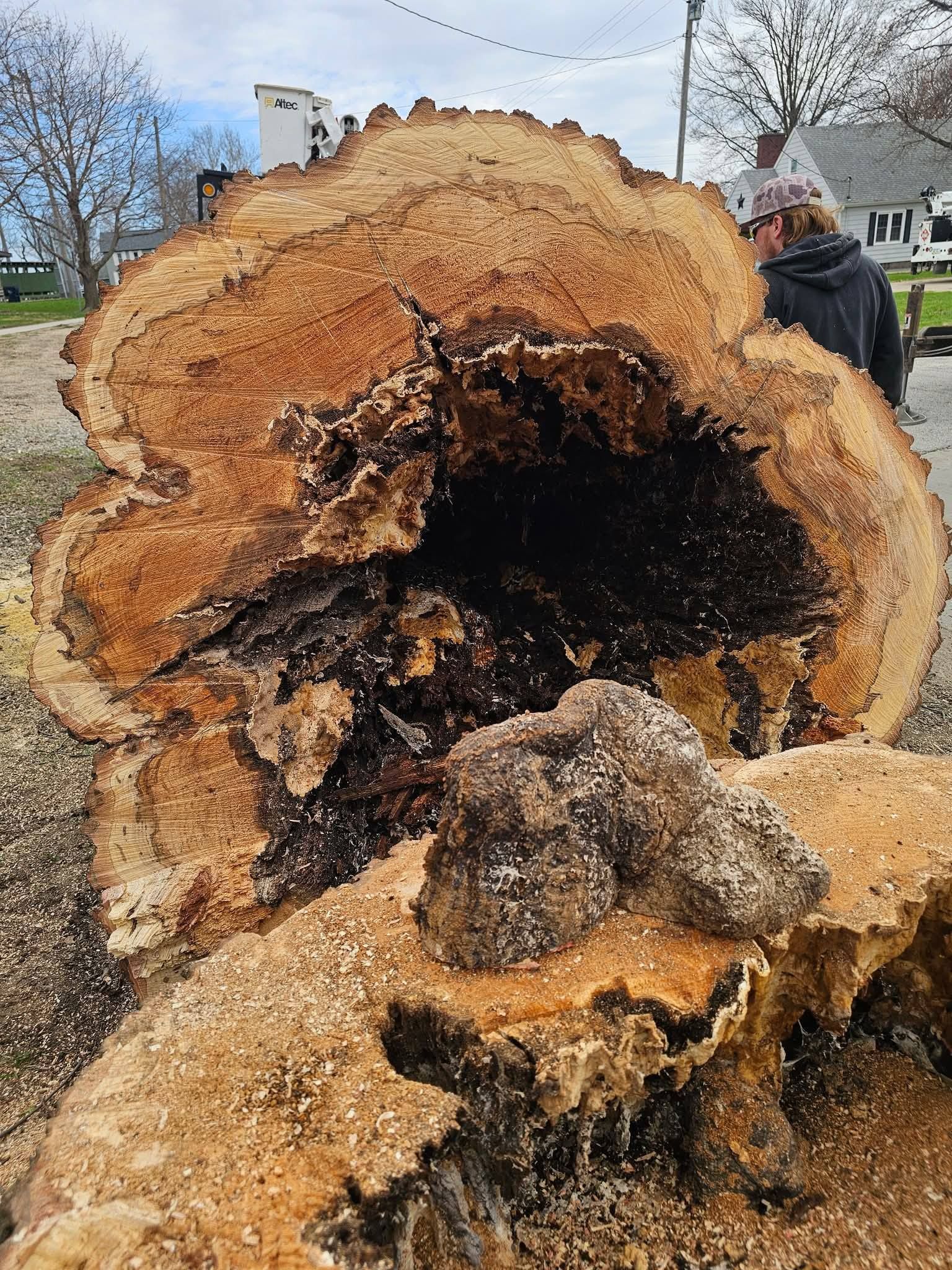 Massive hollowed tree trunk with dark decay inside, outdoors under a cloudy sky, with a person standing beside it