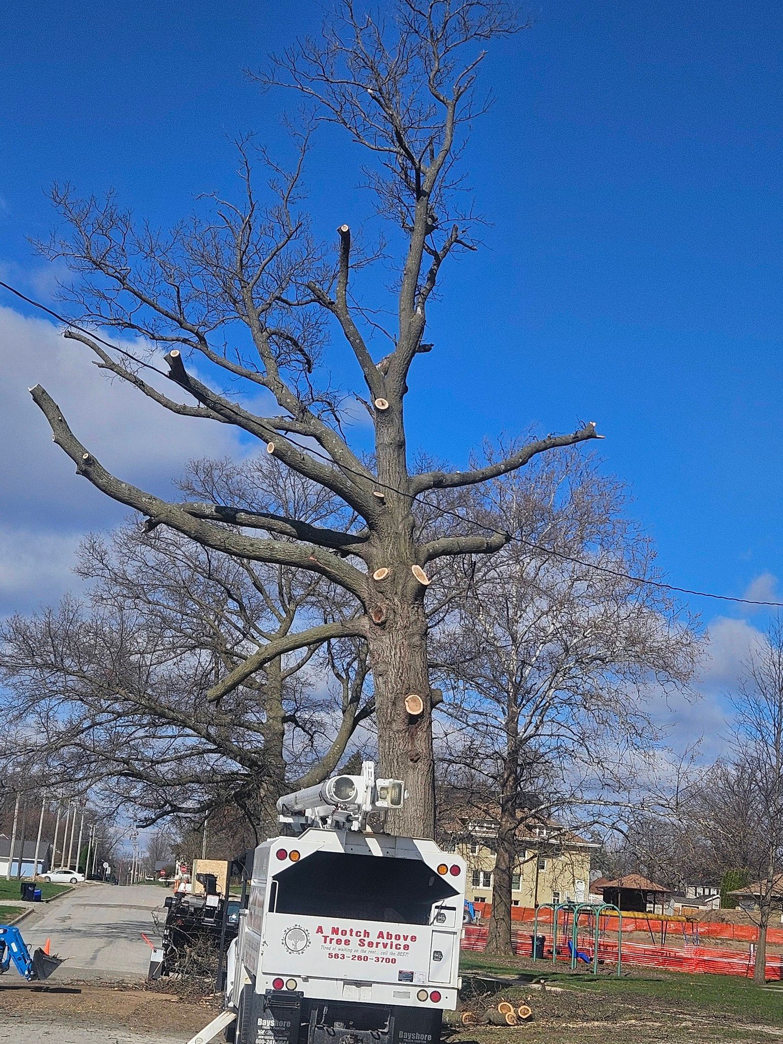 Leafless tree beside a white utility truck at a roadside work site under a blue sky