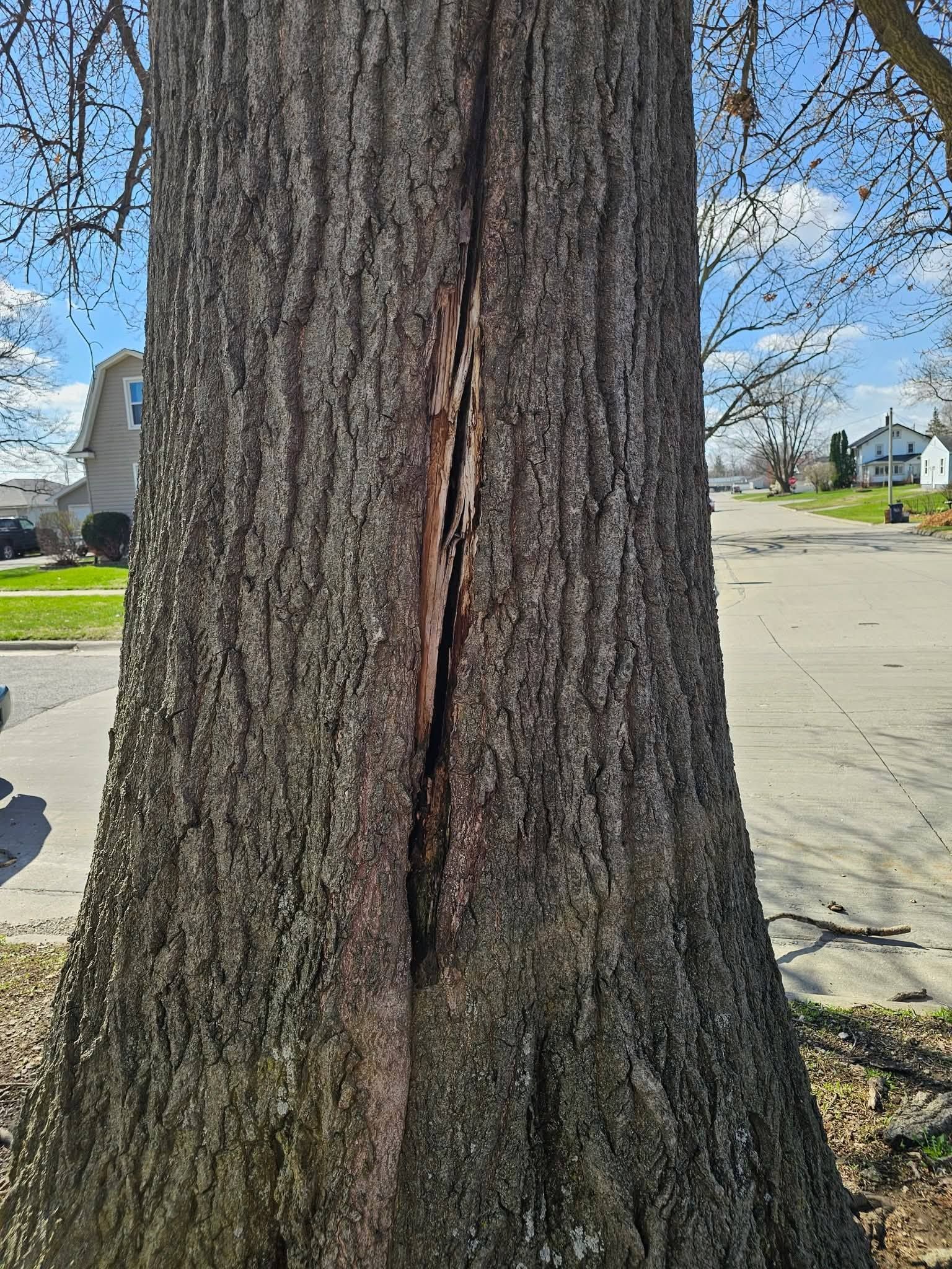 Close-up of a split tree trunk beside a suburban street on a sunny day