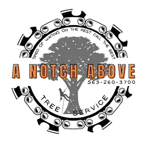 A Notch Above Tree Service logo with gray tree, orange text, black saw blade ring, and phone number 563-260-3700