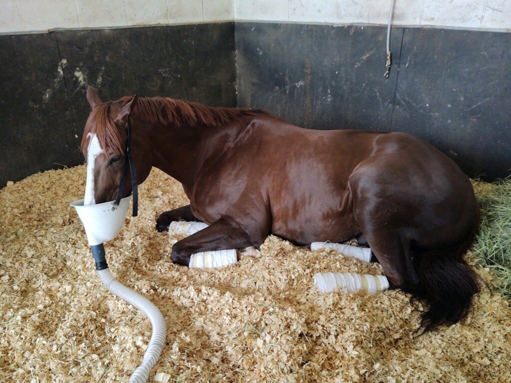 Equine Salt Therapies Service & Sales