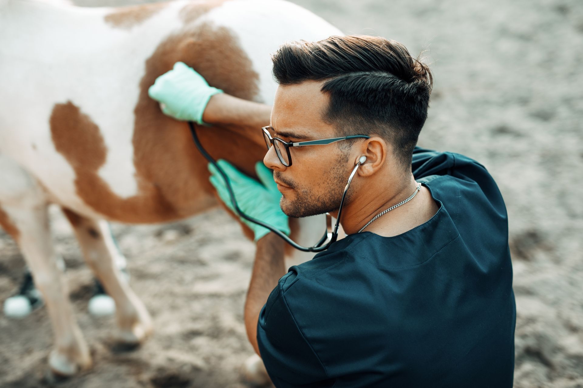 Veterinarian examining a large animal
