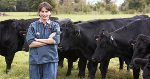 A veterinarian is standing in front of a herd of black cows.