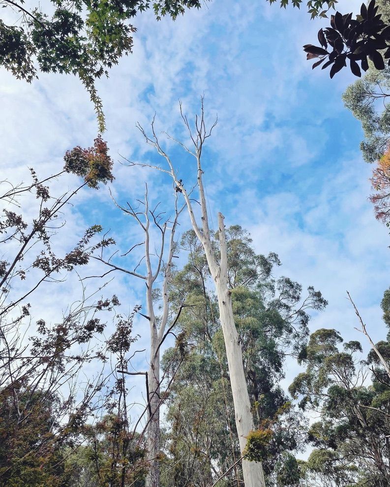 Tall eucalyptus trees against a partly cloudy blue sky, viewed from below.