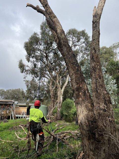 Worker in neon shirt and red helmet on a tree-trimming site with large cut branches and logs.