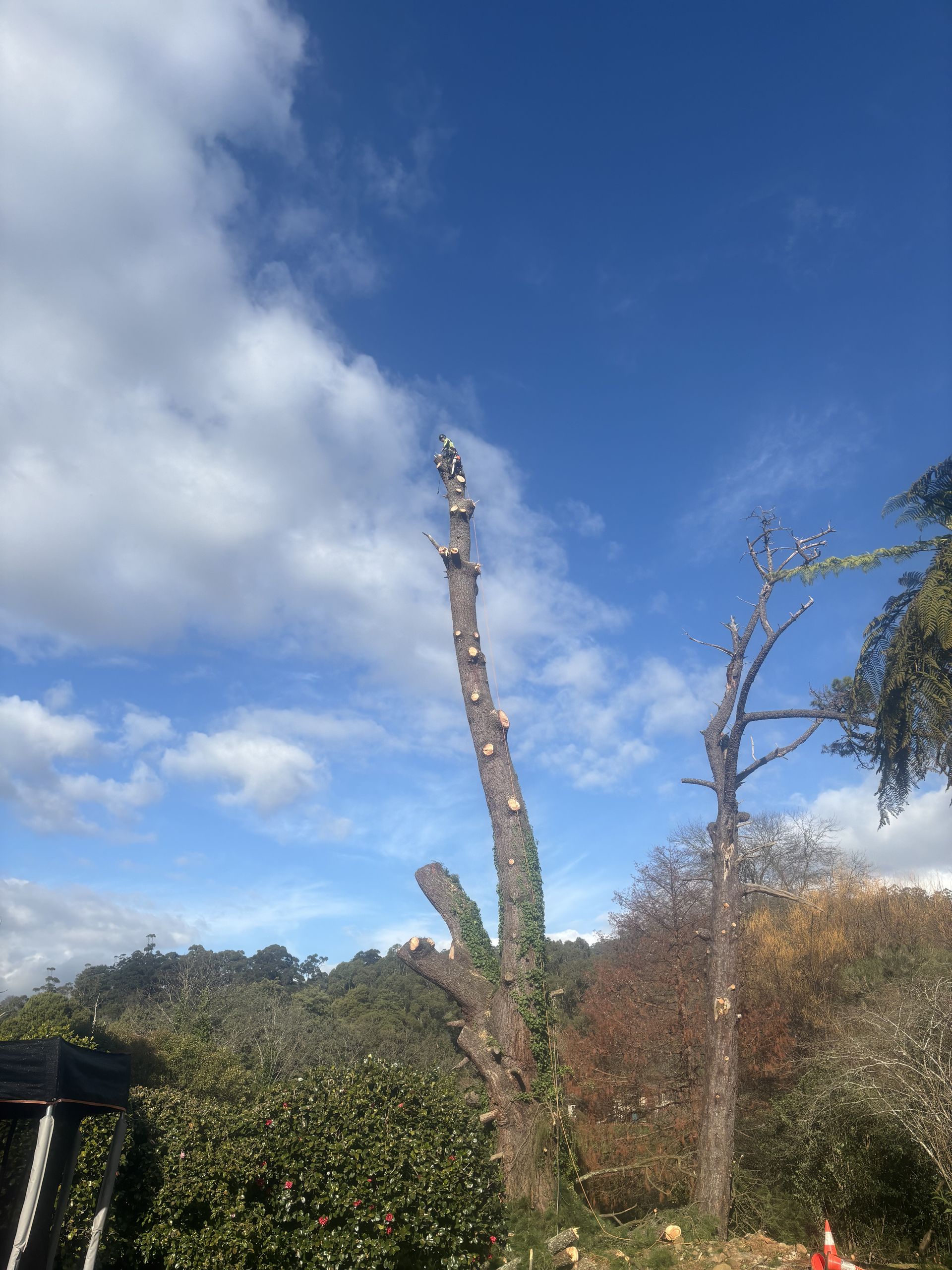 A tall pruned tree against a blue sky with scattered clouds above hedges and shrubs