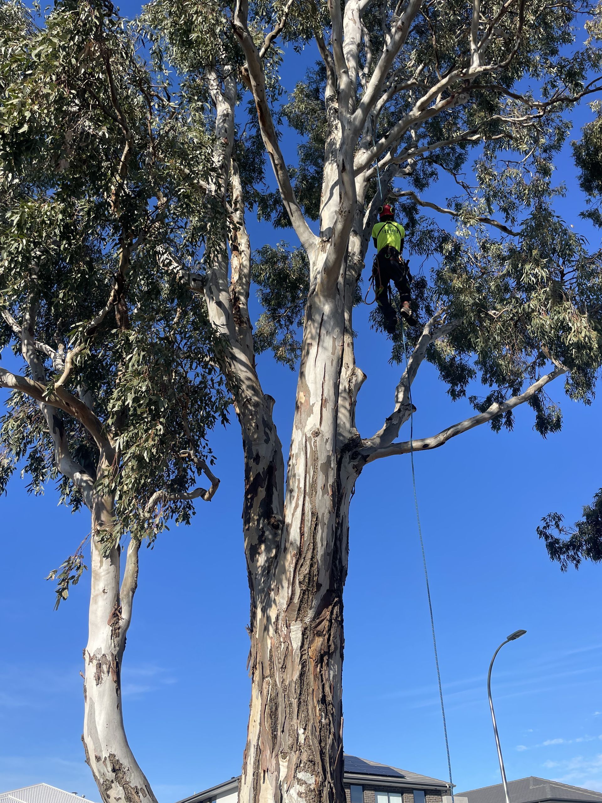 Tall eucalyptus trees against a bright blue sky near a streetlight and building roofline