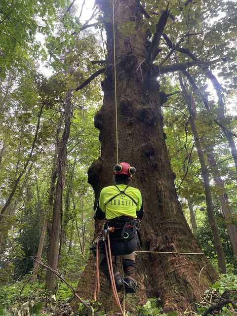 Climber in neon vest and helmet ascending a massive tree in a dense forest