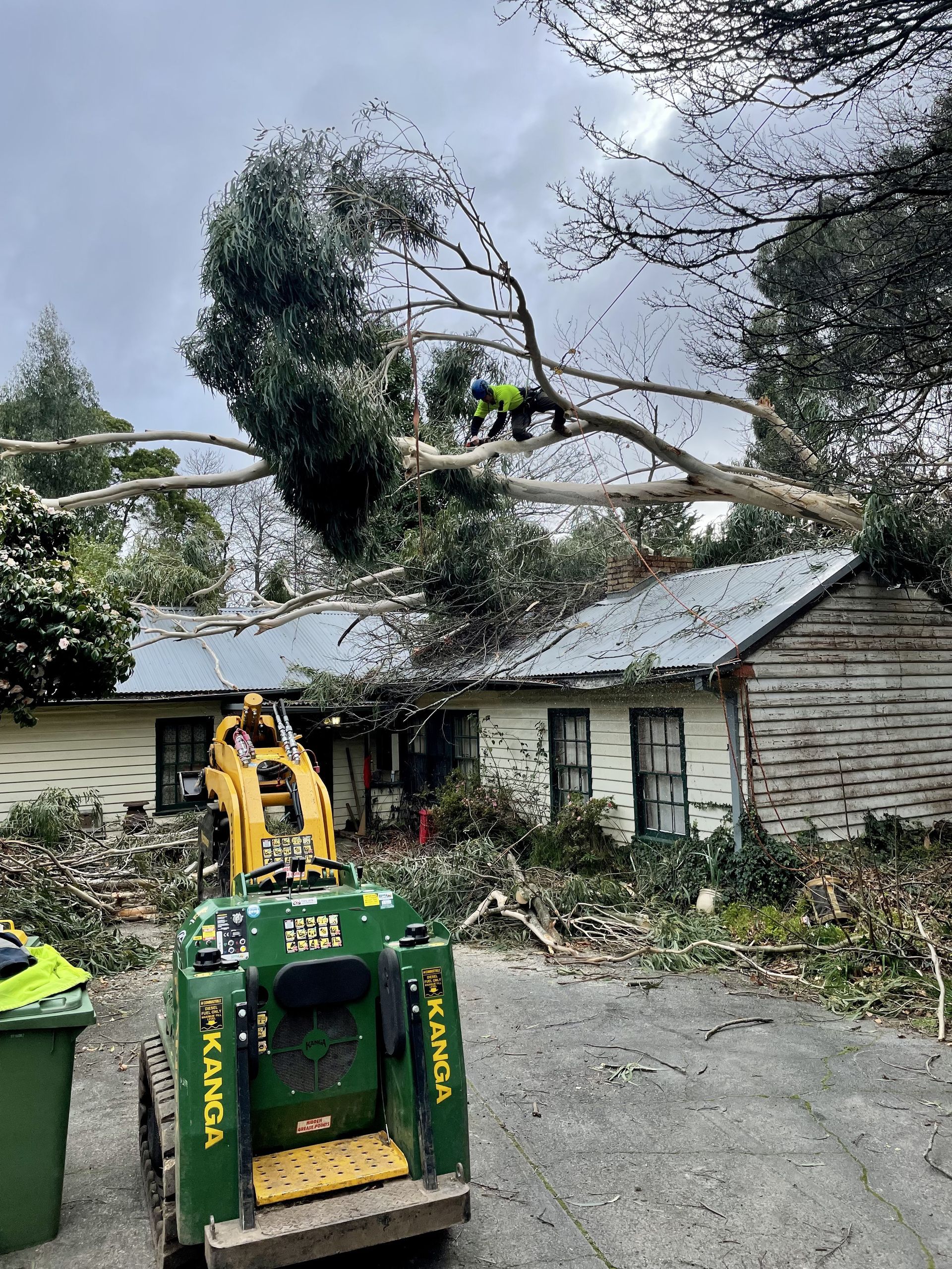 Storm damage cleanup with fallen tree branches over a house and a worker using a small loader in the driveway