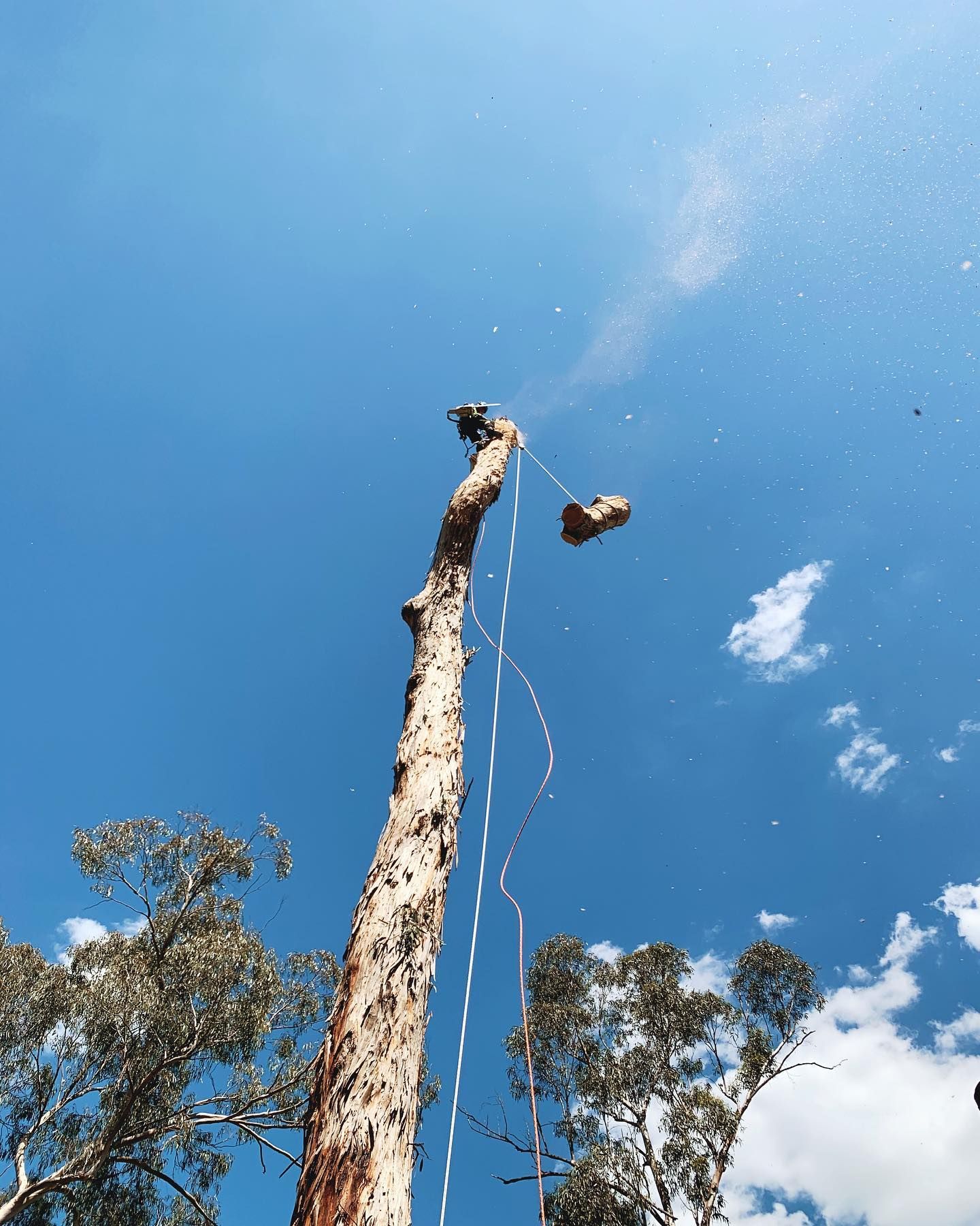 Tall tree trunk against a bright blue sky, with a rope hanging down and a suspended object near the top.