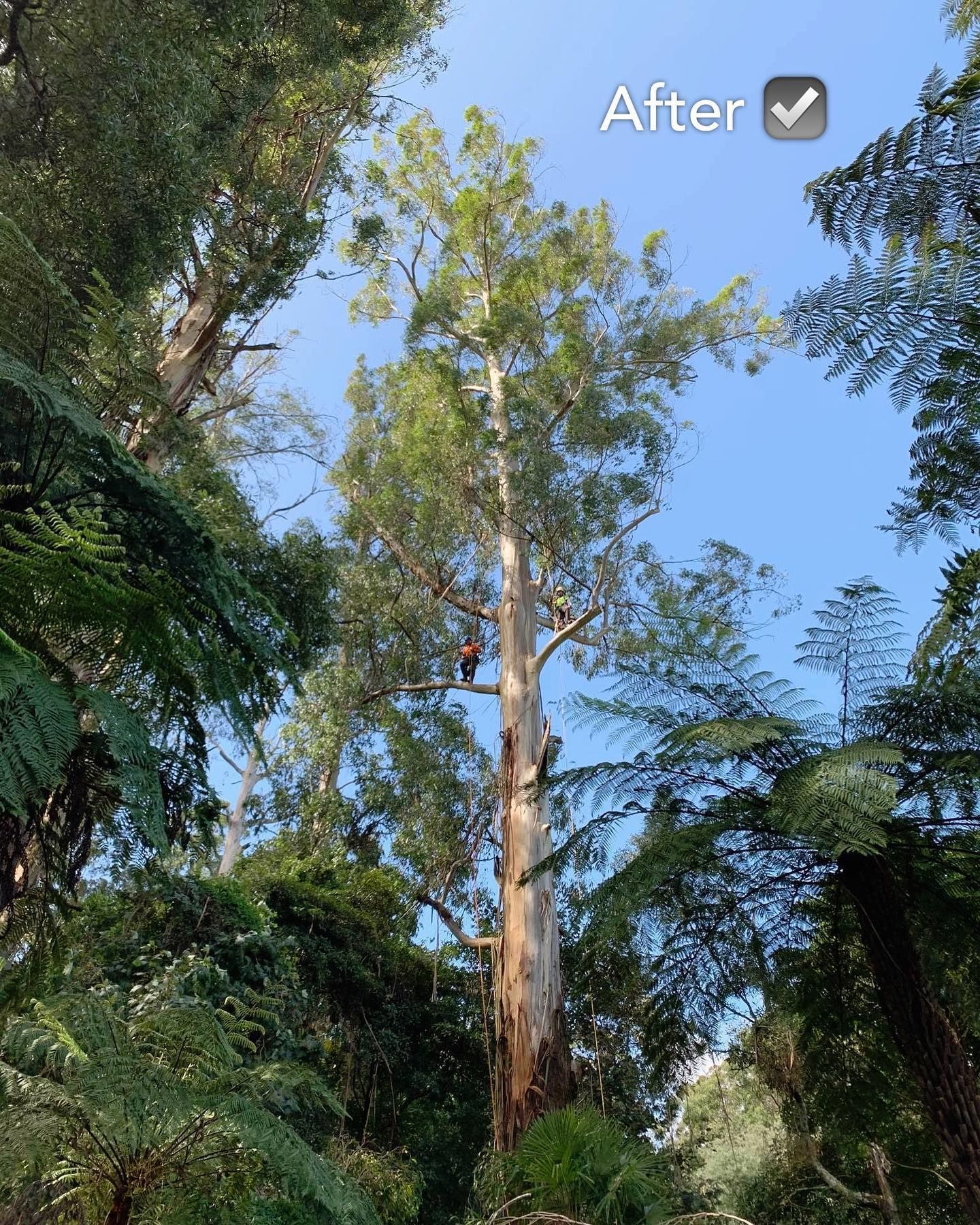 Tall tree rising above dense forest canopy against a clear blue sky.
