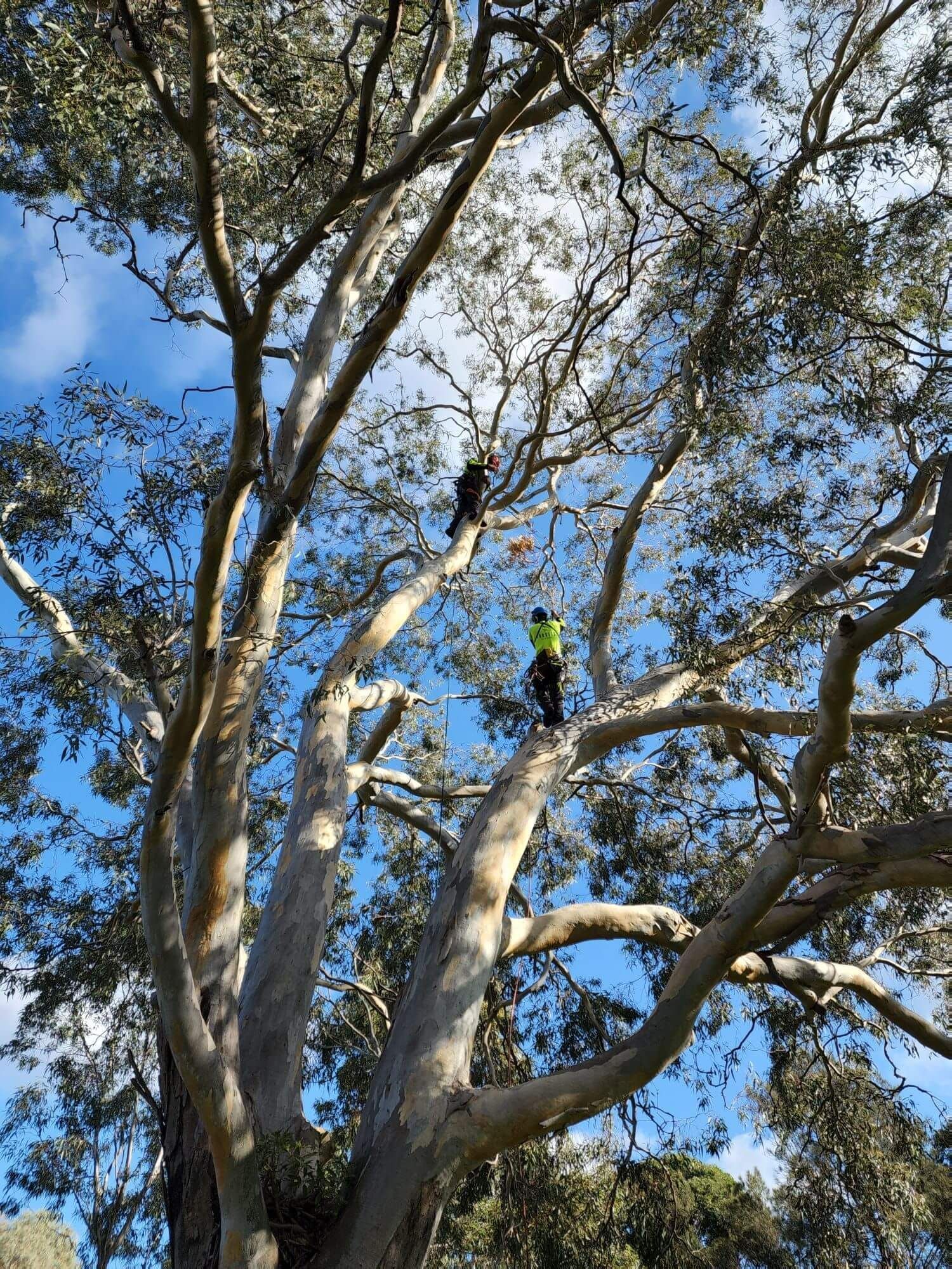 Tall eucalyptus trees against a bright blue sky, with a building roof visible below