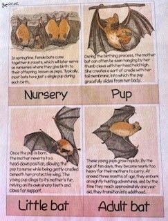 Illustrated page comparing bat life stages: nursery, pup, little bat, and adult bat.