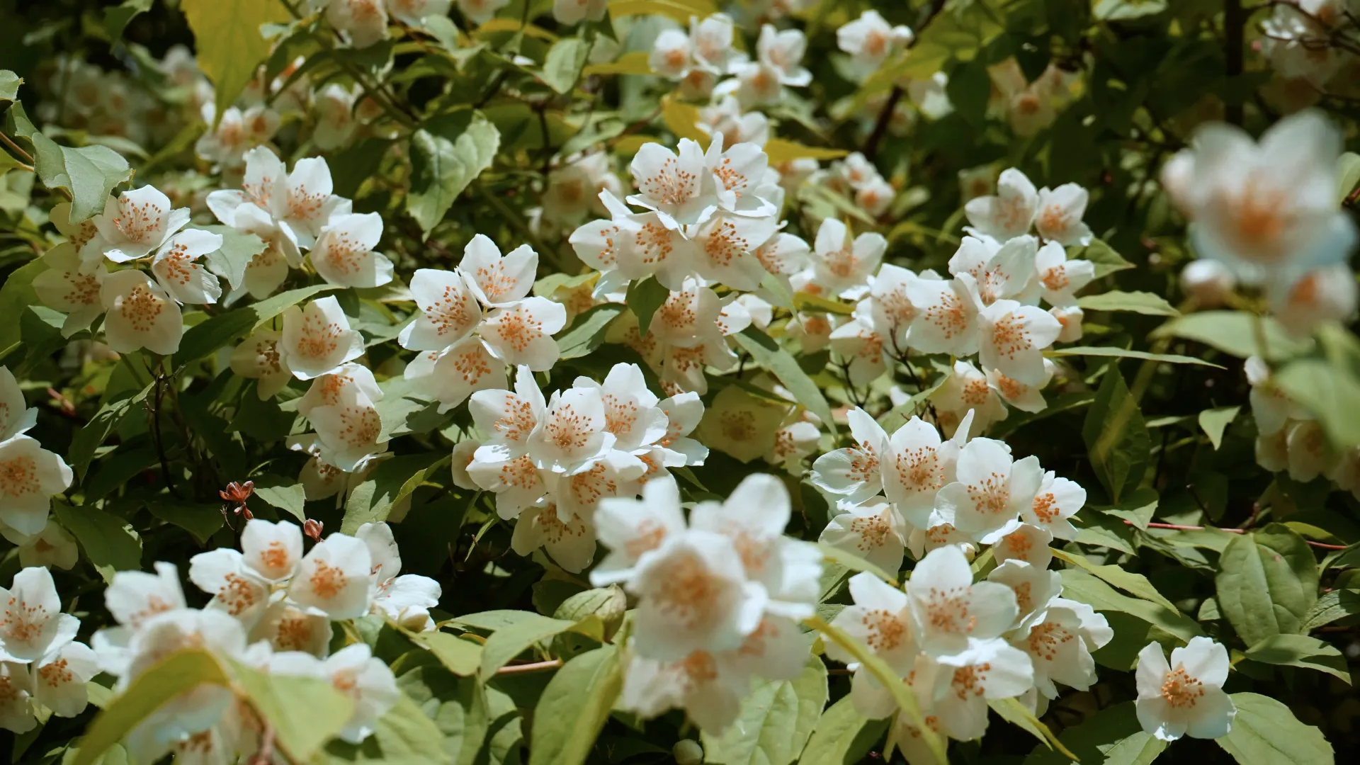 Send Flowers
