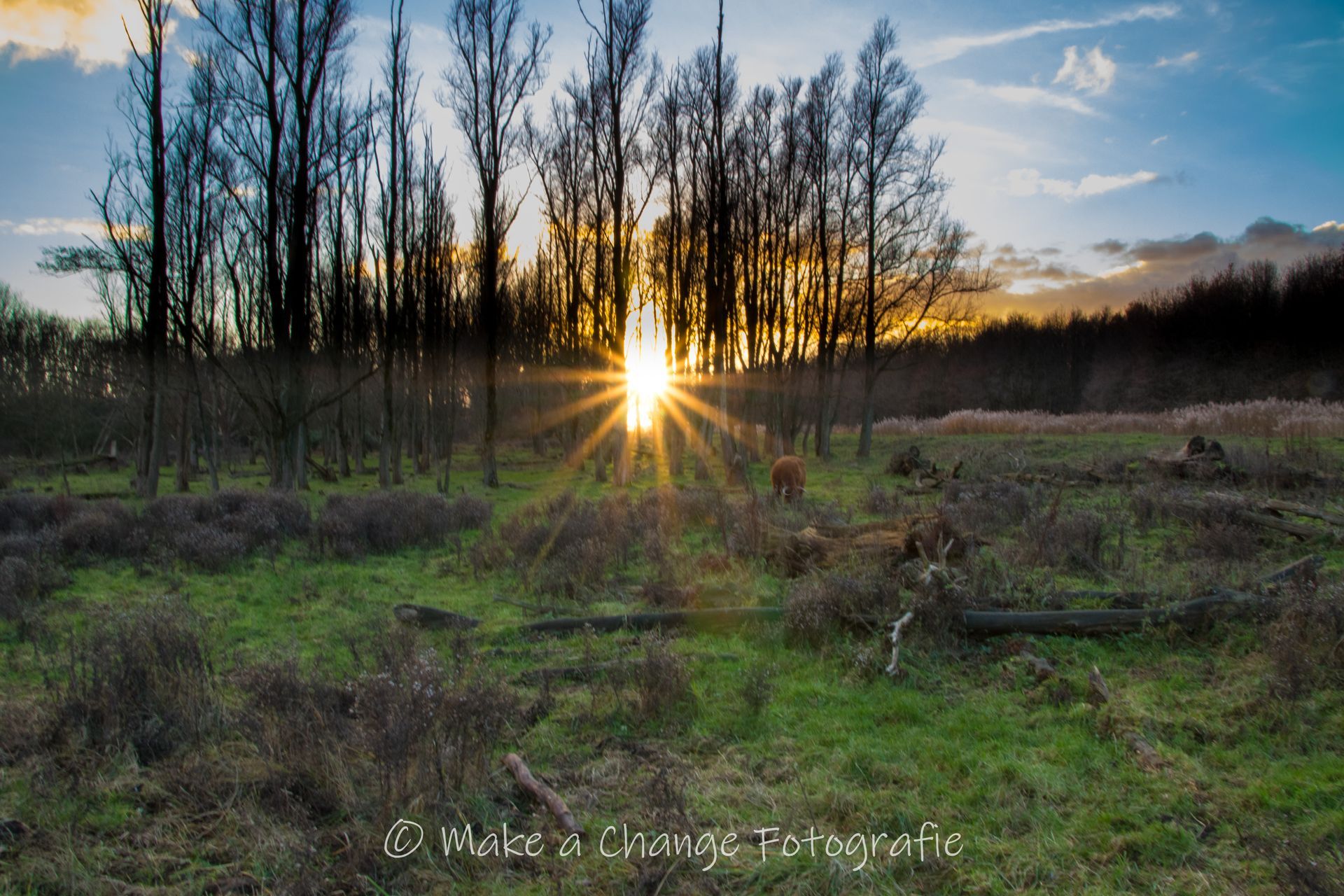 Zonsondergang door de bomen in een veld met groen gras en struikgewas.