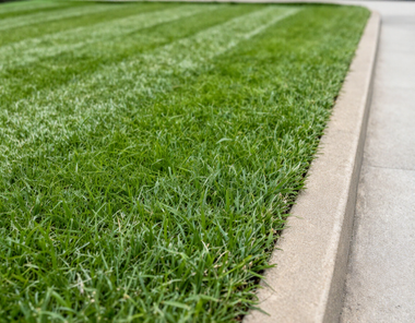 Close-up of neatly trimmed green grass beside a concrete curb and sidewalk