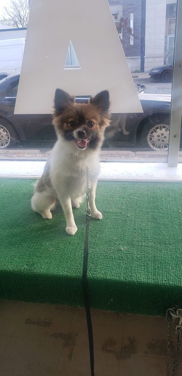 Small brown-and-white dog sitting on green turf, panting in front of a window.