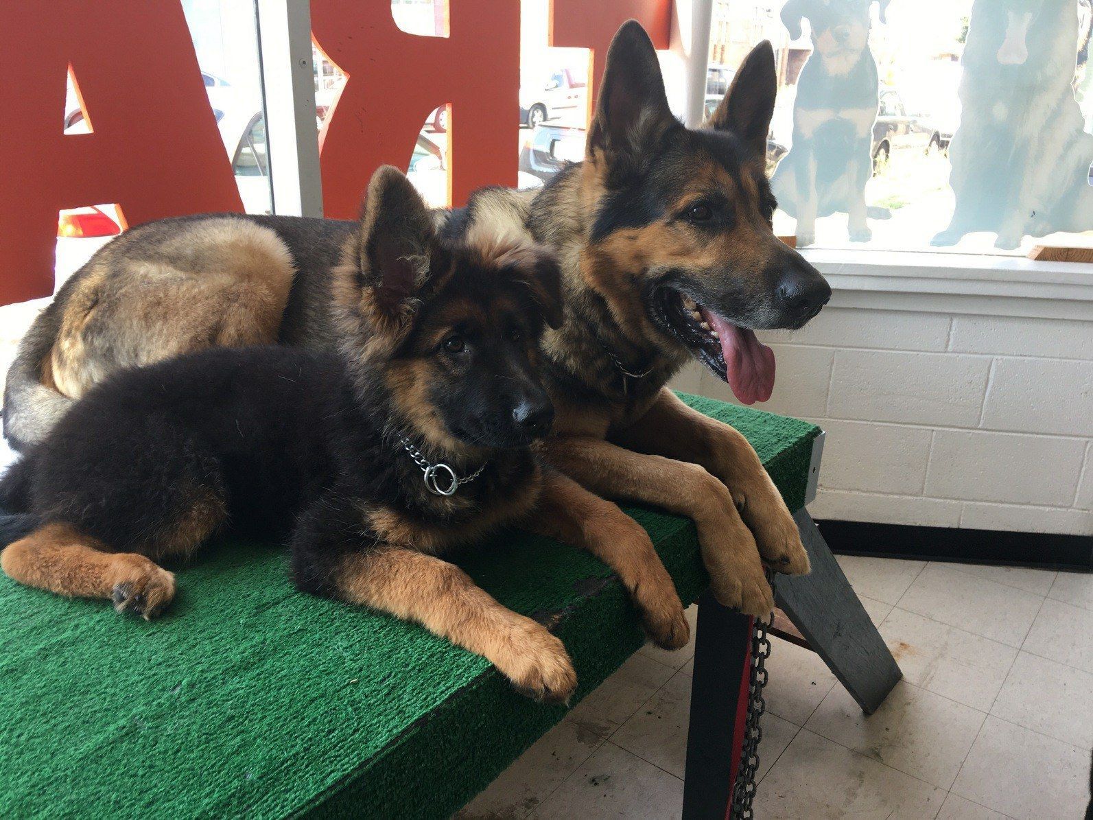 Two German Shepherd dogs lying on a green surface near a window; the larger dog has its tongue out.