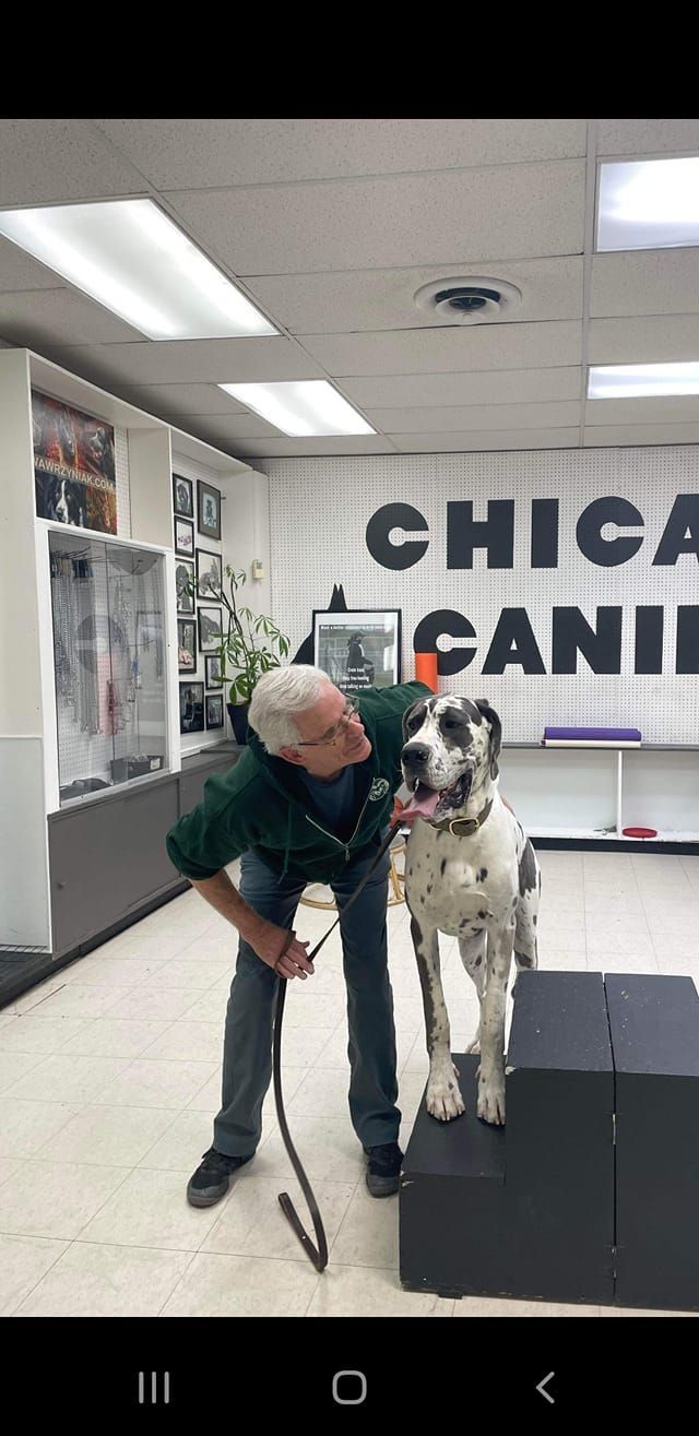Man with a Great Dane on a step at a dog training facility. 