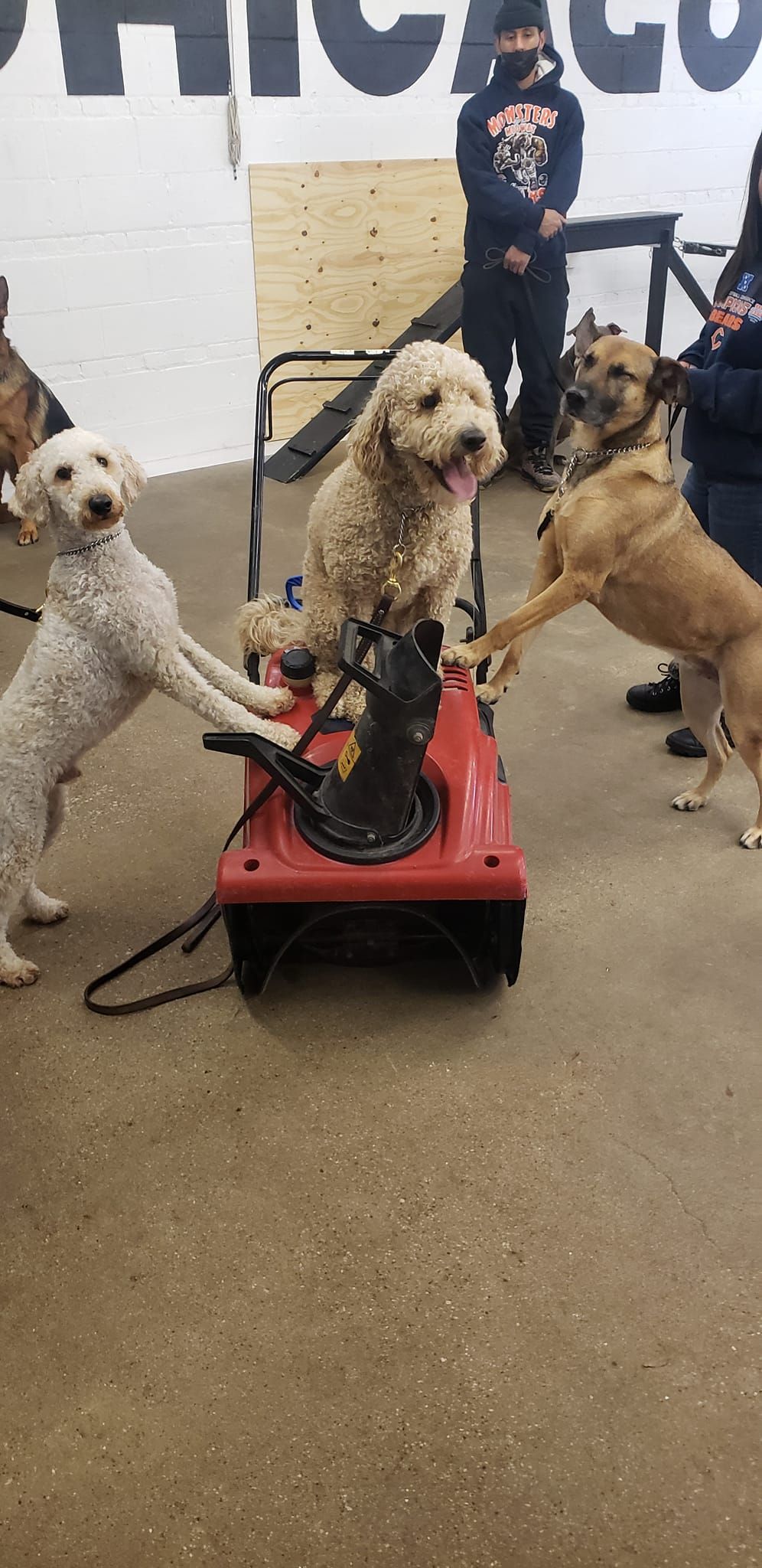 Three dogs on and around a red snowblower; two standing and another sitting. People in background.