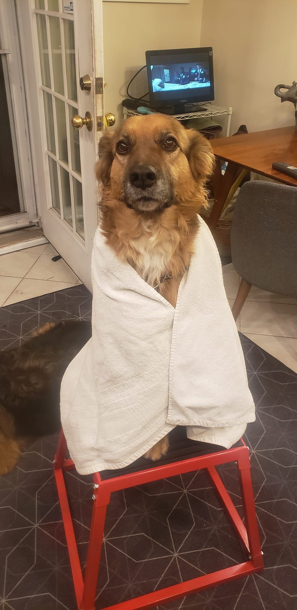 Dog wrapped in a white towel, sitting on a red stool. The dog is brown with a focused expression.