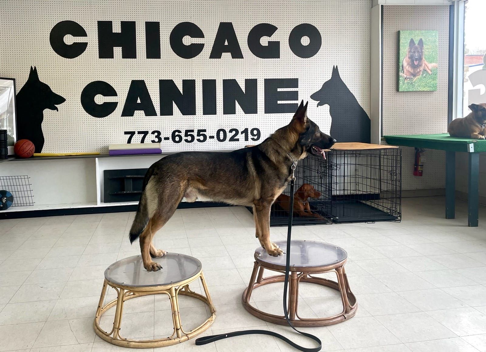 A German Shepherd stands on two platforms inside a 