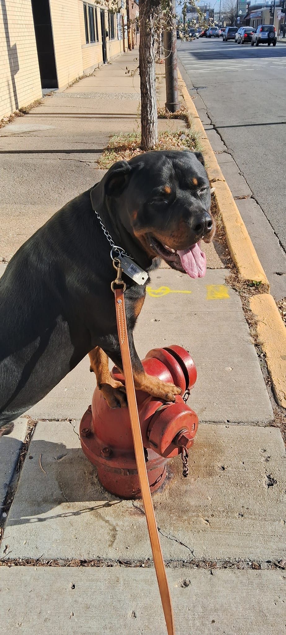 A black dog with its front paws on a red fire hydrant, tongue out on a sunny sidewalk next to a street.