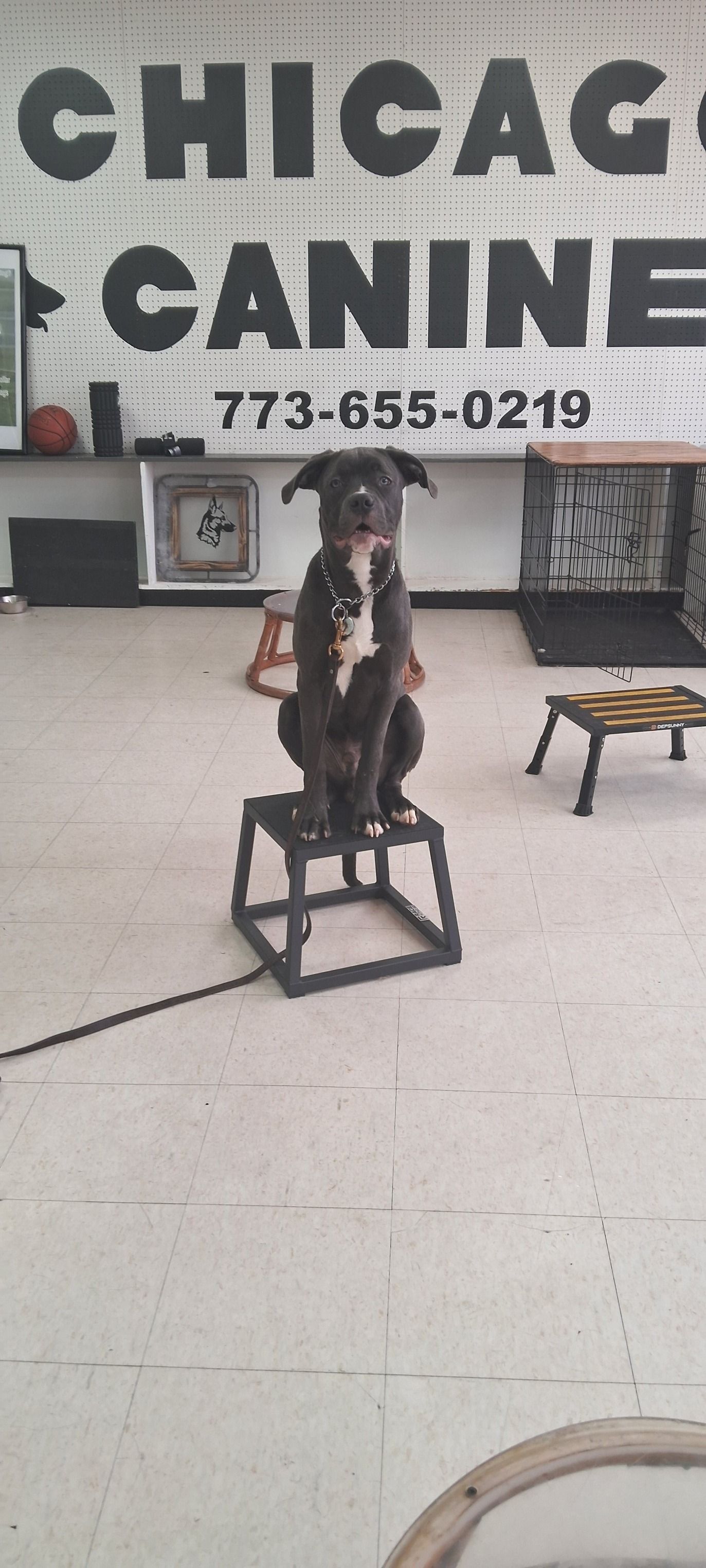 Dog sitting on a small step stool with Chicago Canine sign in background.