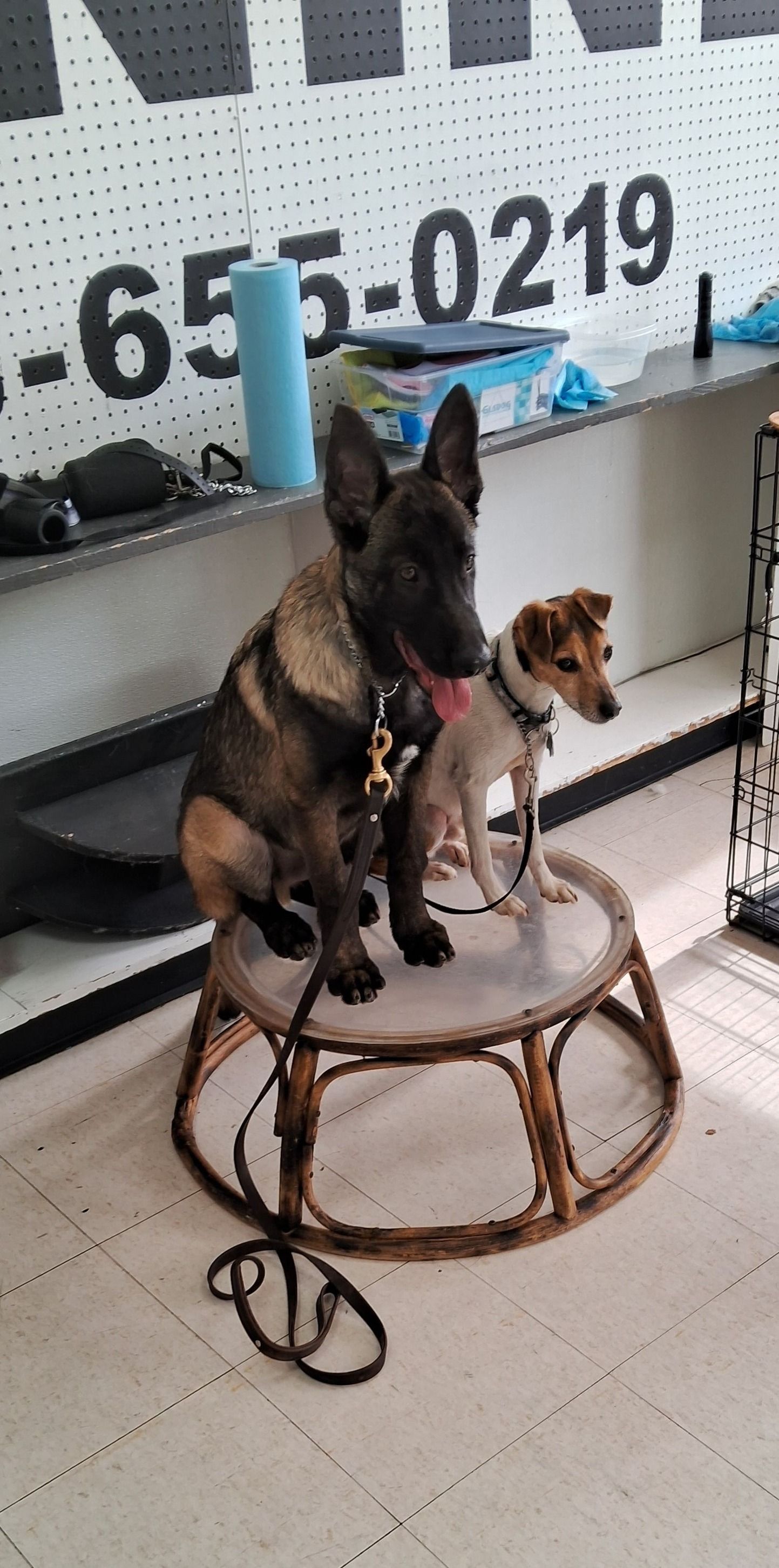 Two dogs sit on a round stool. One is large and dark, the other is small and tan. Both have leashes.