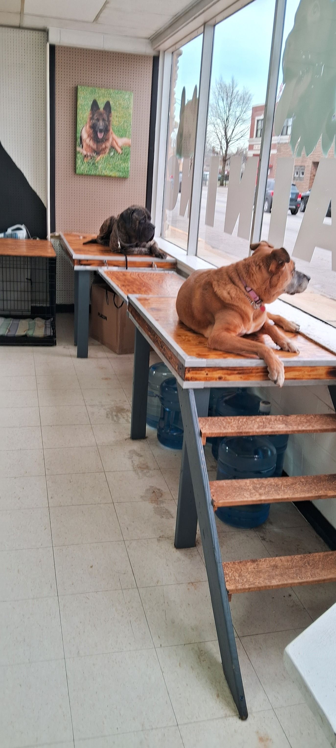 Two dogs resting on platforms in front of a large window. A painting of a dog hangs on the wall.