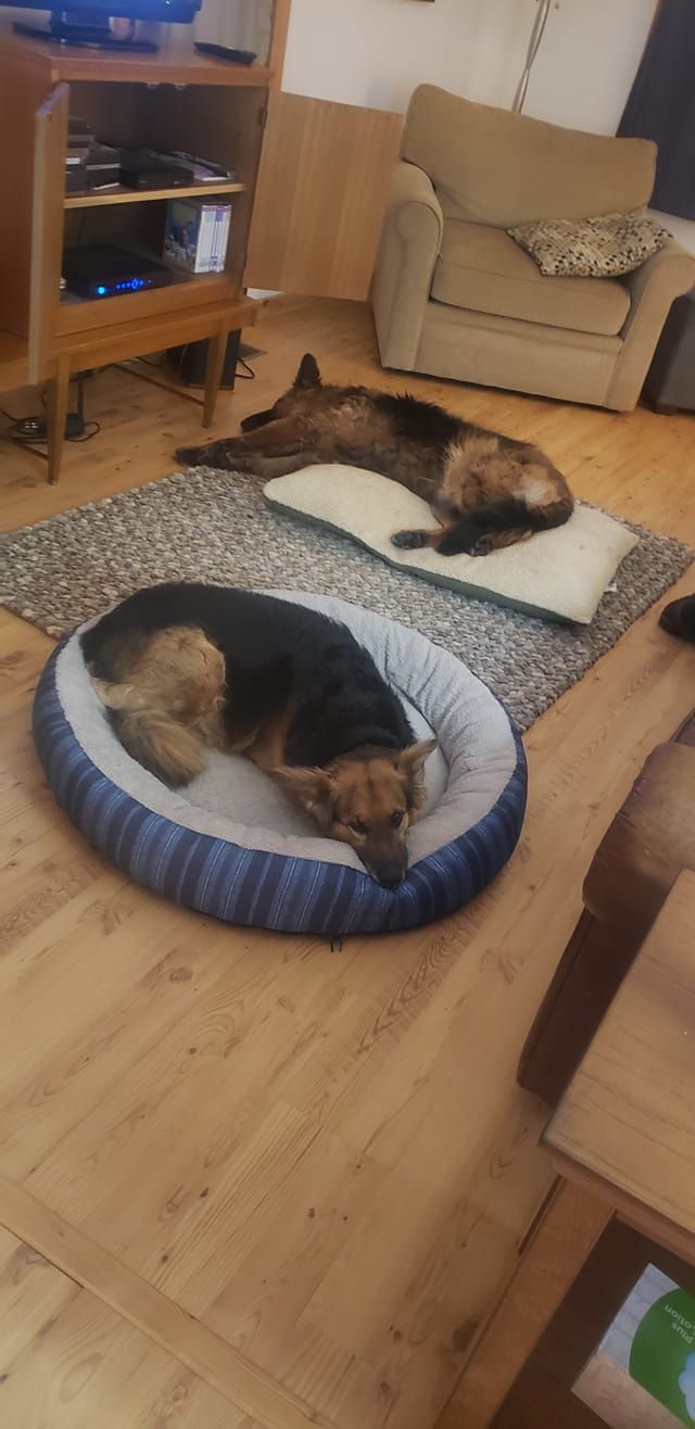 Two dogs sleeping indoors: one in a dog bed, the other on a cushion atop a rug.