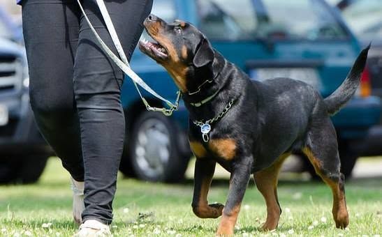 Rottweiler on a leash standing beside a handler outdoors, looking up attentively.