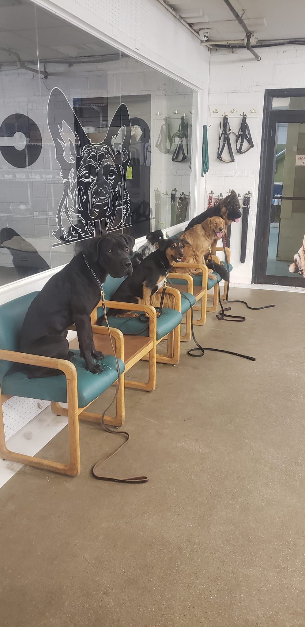 Three dogs sit on chairs outside a building with Christmas decorations.