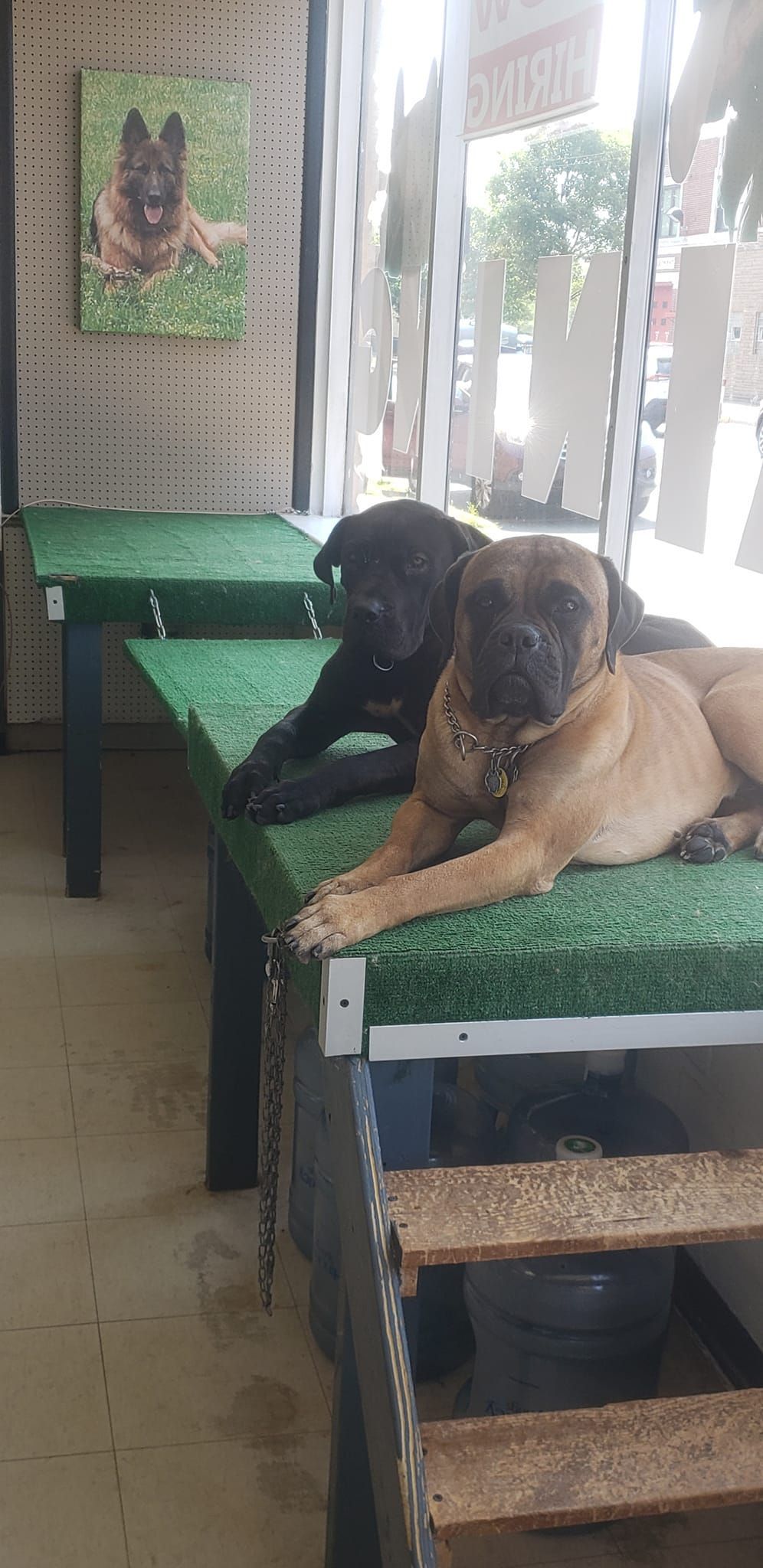 Two dogs lying on a green surface, in a pet store. A framed picture of a dog is on the wall.