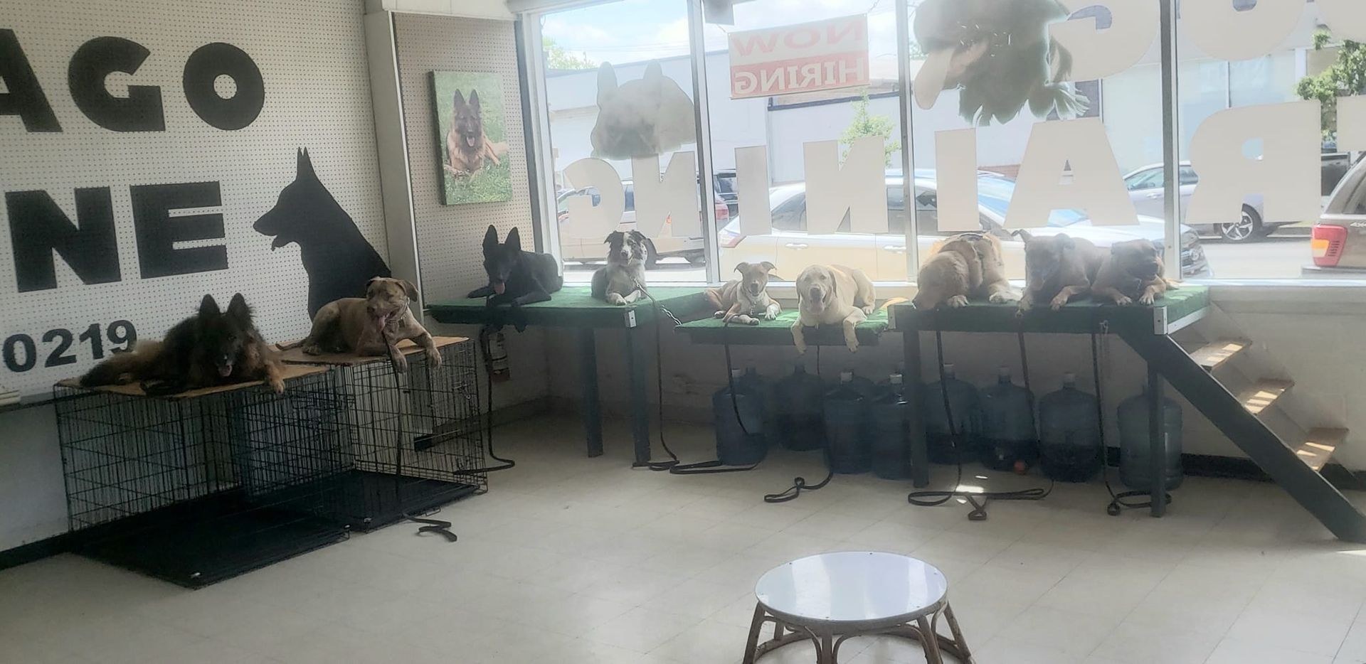 Interior of a dog training business. Several dogs rest on a ledge. A white stool sits in the foreground.