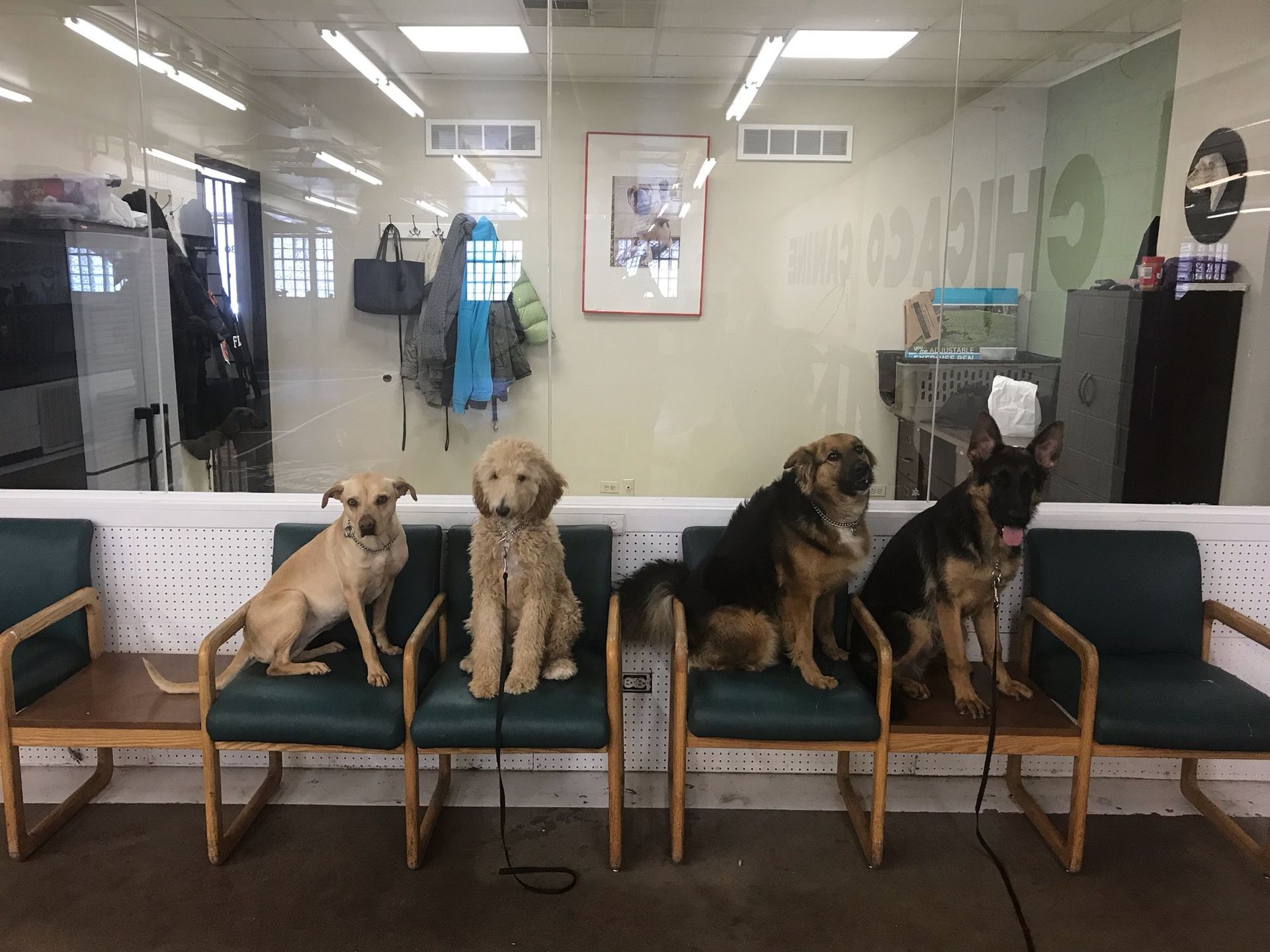 Four dogs sit on chairs in a waiting area behind a glass wall.
