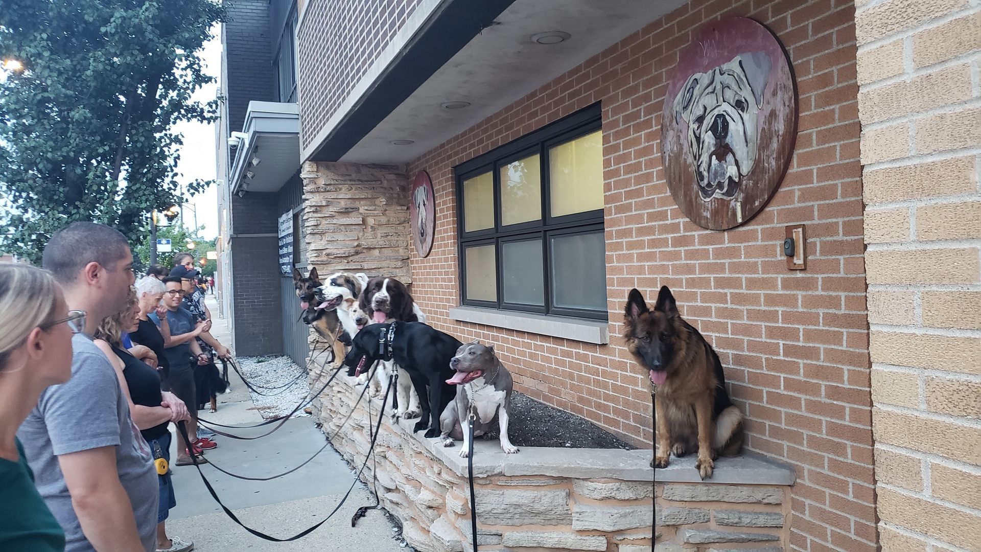 Several dogs on leashes sit on a stone ledge outside a brick building while people stand nearby