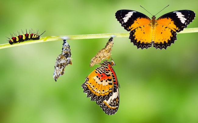 cursus Ayurvedische Voetmassage cursus Ayurvedische Voetmassage
