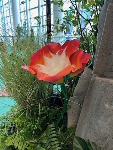 Red-and-white flower blooming among green foliage beside a stone wall indoors