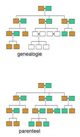 Twee kleine stamboomdiagrammen met gekleurde vakjes, gelabeld met 'genealogie' en 'ouderlijke lijn'.
