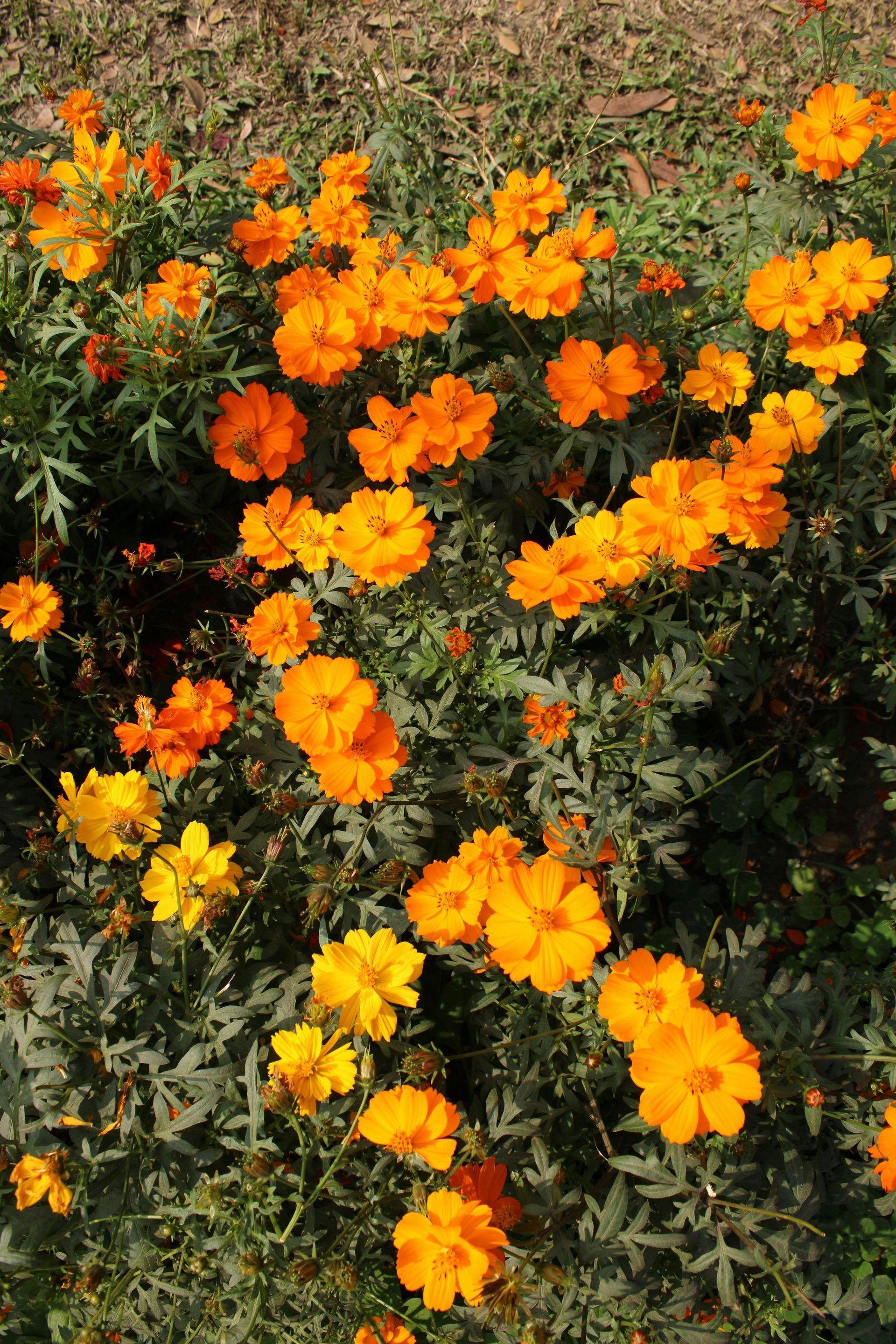 Orange flowers